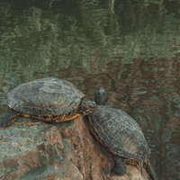 2018年に移植され東寺の春の象徴になった不二桜の写真