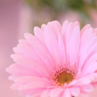 黄色い花芯が目立つピンクのガーベラの写真