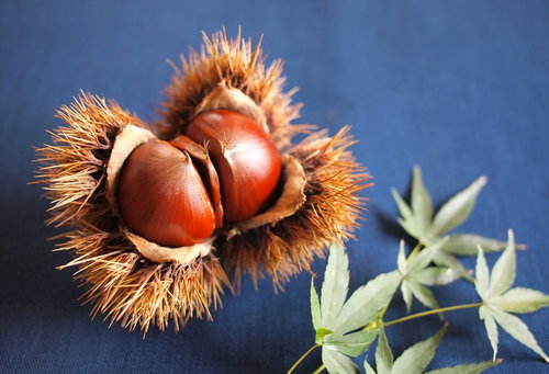 青い布の上に置いた栗のイガと葉