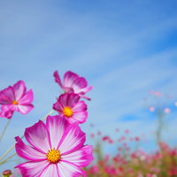 青空の下に咲くピンクと白のコスモスの花畑の写真