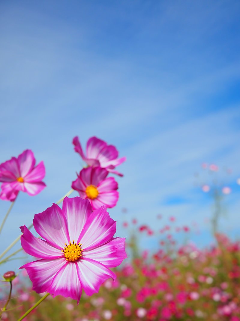青空の下で咲くピンクのコスモスの花、背景には群生するコスモス