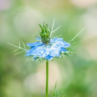青い花びらのニゲラ、細い茎と緑色の雄しべが特徴的なハーブの花の写真