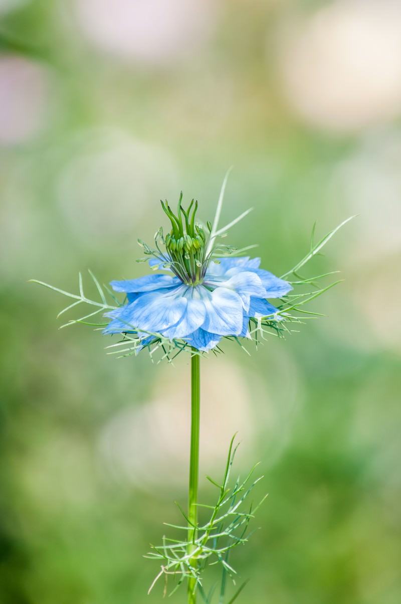 ニゲラの青い花のクローズアップ