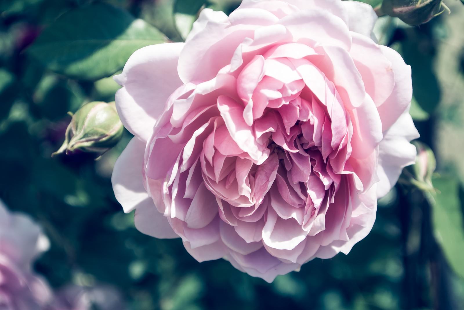 ピンク色に咲いた八重咲きの薔薇の接写写真