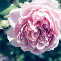 夢のなかで香るピンクの薔薇～八重咲きの満開の庭園の写真