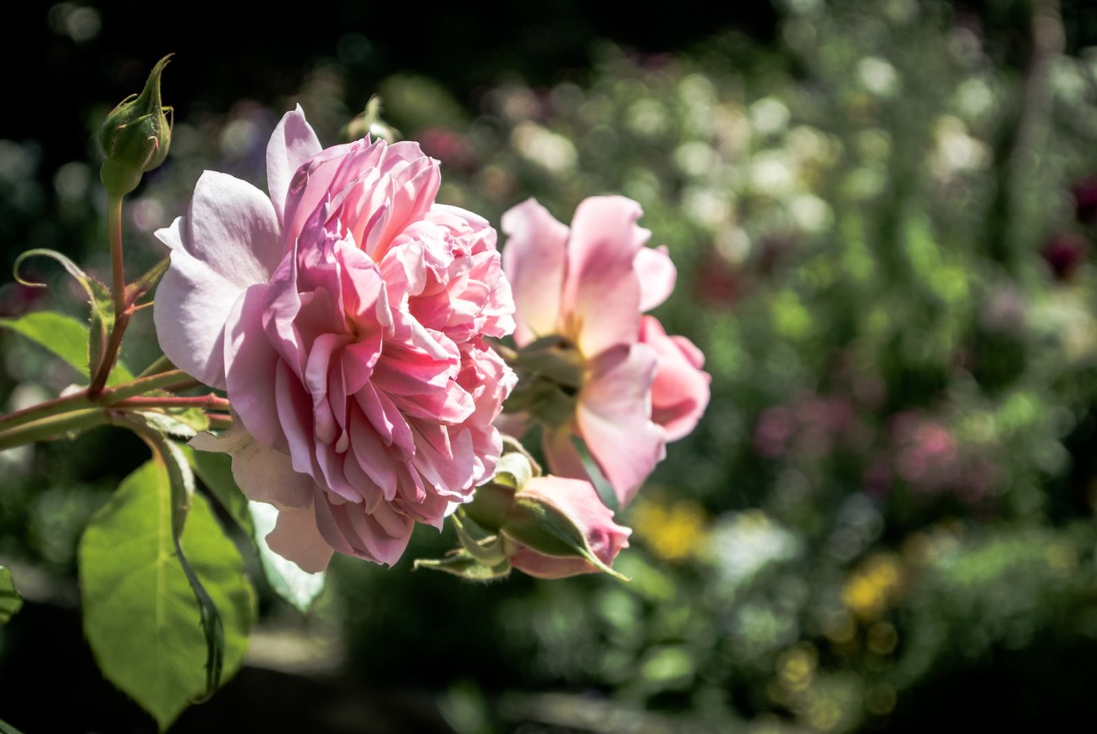 ピンク色の八重咲きの薔薇が風に揺れる様子を撮影した庭の写真