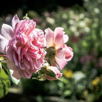 風に揺れるピンク色の薔薇の庭園風景、八重咲きの花々の写真