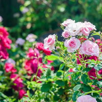 ガーデンに咲く薔薇の季節 ピンク・白・赤の満開の花々の写真