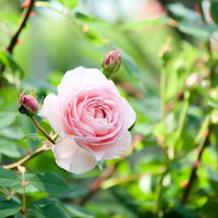 朝の光に包まれたピンクのバラとつぼみ、庭のガーデニングの写真