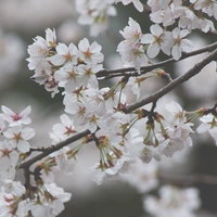 春の青空のもと満開に咲く桜の写真