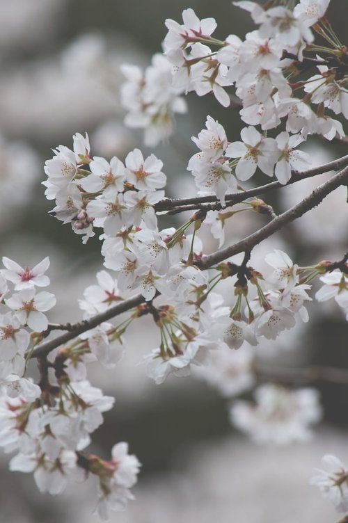 春の青空のもと満開に咲く桜