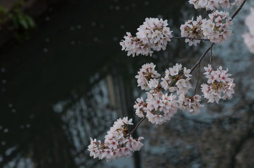 水路沿いに咲く桜