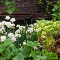 白いナスターチウムが咲くキッチンガーデンの写真