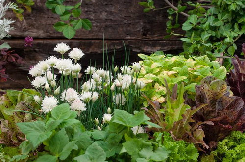 白いナスターチウムが咲くキッチンガーデン