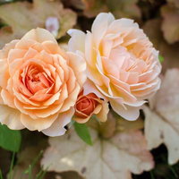 オレンジ色の薔薇とヒューケラの葉が咲く庭園の写真