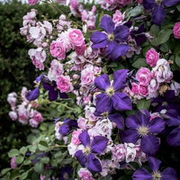 クレマチスと薔薇が咲く花壇、ピンク白の八重咲きバラと深紫の大輪花の写真