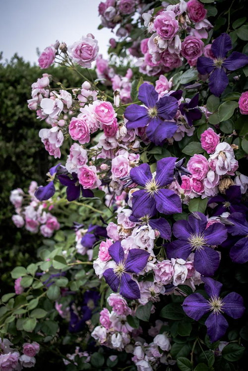 クレマチスと薔薇が咲く花壇、ピンク白の八重咲きバラと深紫の大輪花