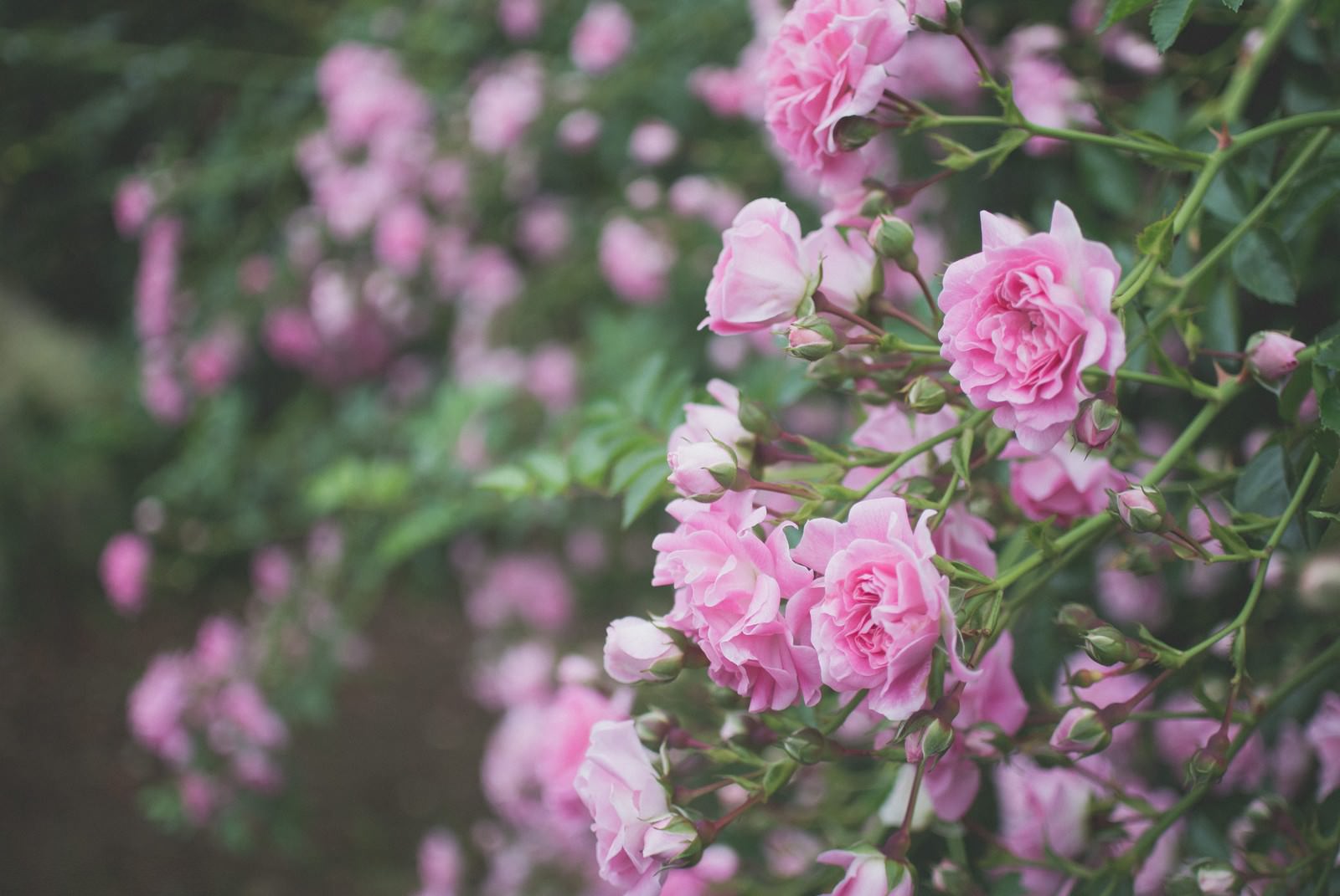 ピンク色に咲くバラの花園。濃淡のピンク色の花びらが枝に咲き、緑の葉と蕾が見える