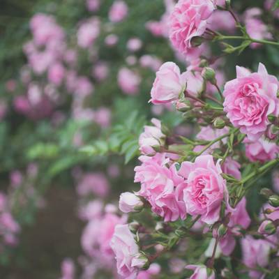 枝垂れて咲くピンクのバラ、濃淡グラデーションの花びらと蕾の写真