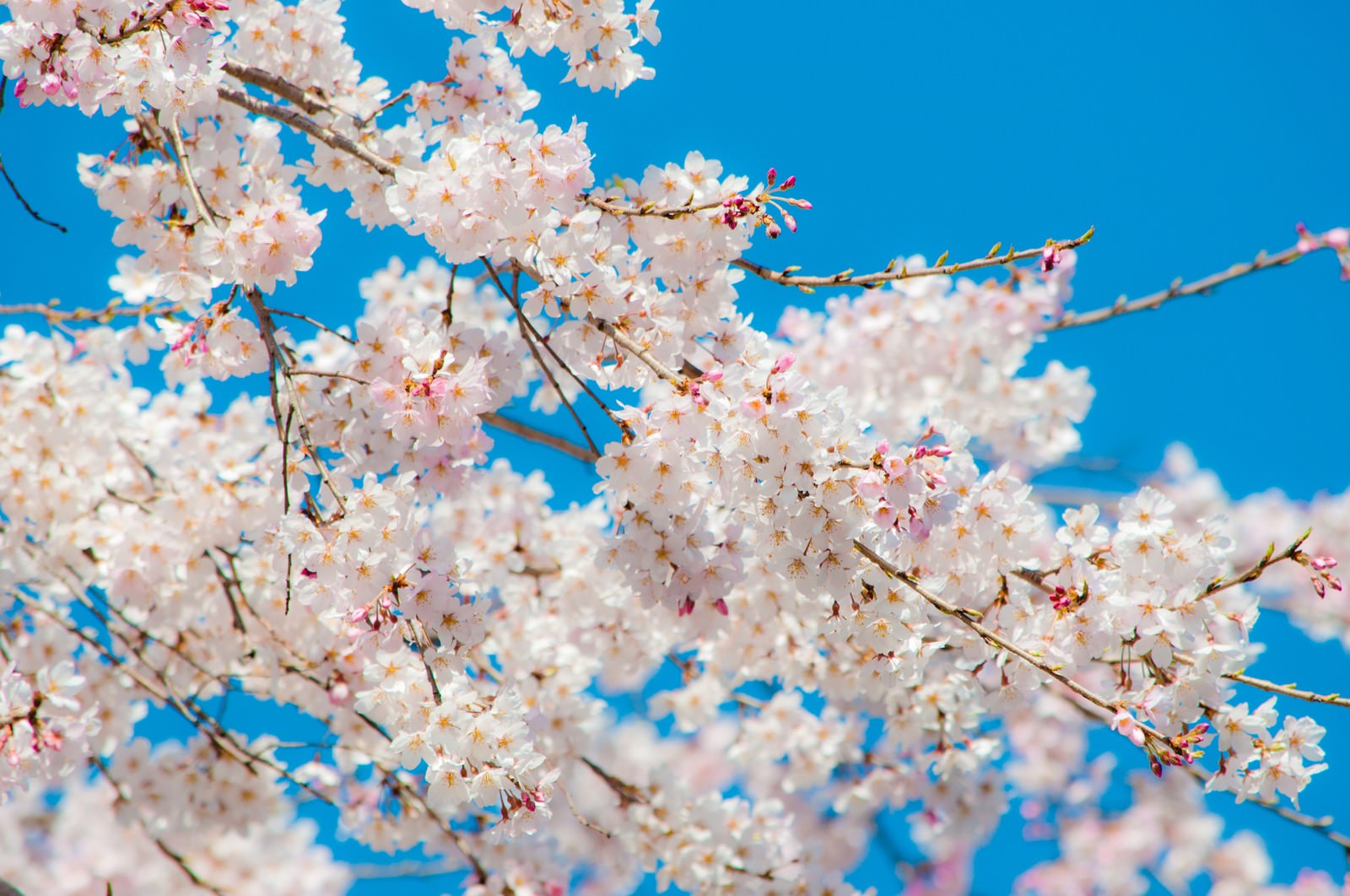 青空を背景に満開の桜の花房を見上げた写真