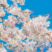 青空に咲く桜の花房の写真
