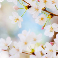 春色に咲く桜の花 白い花弁と薄紅色のつぼみが競う枝の景色の写真