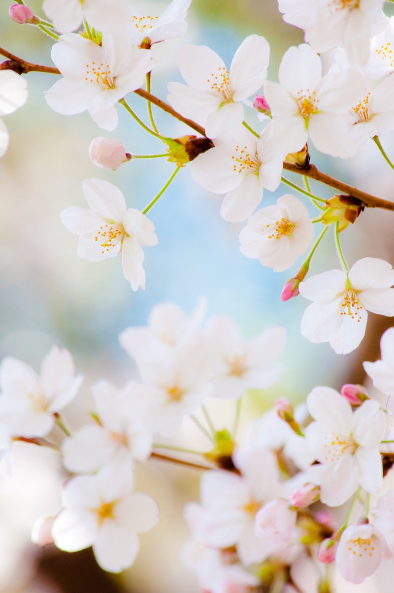 白い桜の花とピンクのつぼみが咲く枝