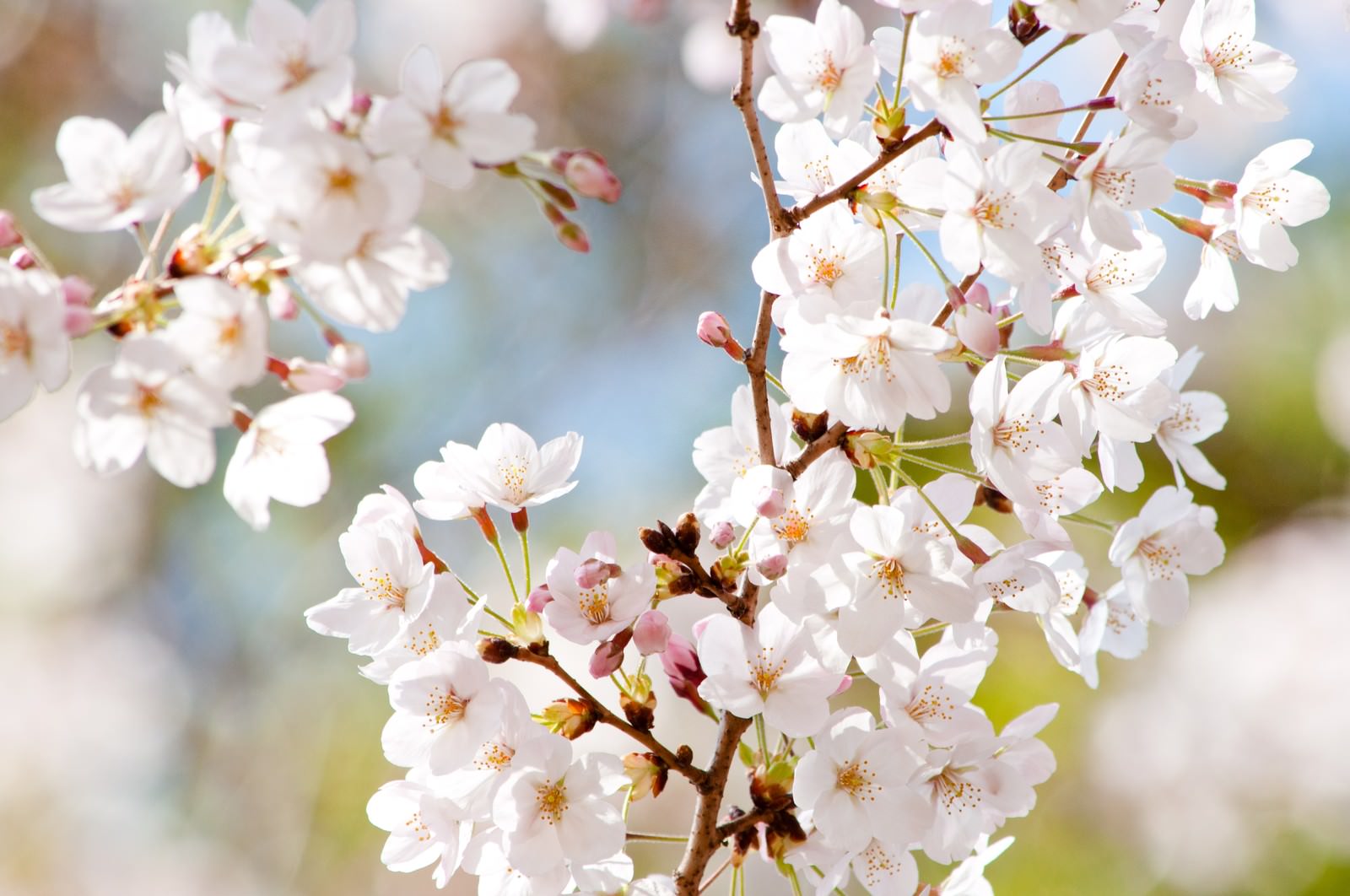 白い桜の花が咲き、赤い蕾が隣同士に付いた春の枝