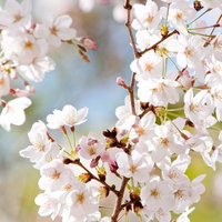 風光る春の桜、咲き誇る枝先に蕾と花、白い花びらと黄色の雄しべの写真