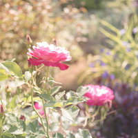 やさしいひかりに包まれたピンクのバラが咲く花園の写真