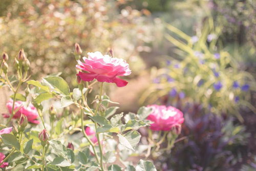 やさしいひかりに包まれたピンクのバラが咲く花園