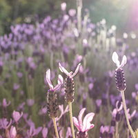 日差しの中のフレンチラベンダー畑の写真