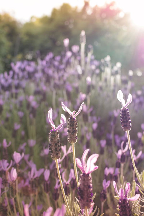 日差しの中のフレンチラベンダー畑