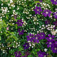 バラと紫のクレマチス、白い小花との寄せ植えの写真