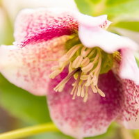 ピンクの斑点模様が入ったクリスマスローズの写真