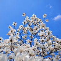 青空を背景に咲く白い木蓮の花の写真
