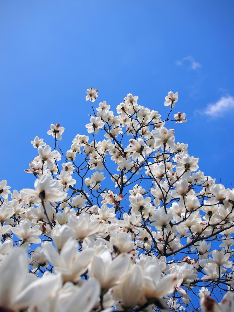 青い空を背景に、白く咲き誇る木蓮の花が枝に密集している