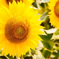 SUNSUN向日葵、夏の花畑に咲く黄色い大輪の写真