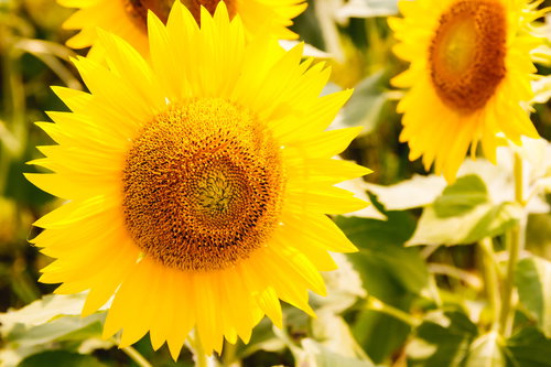 SUNSUN向日葵、夏の花畑に咲く黄色い大輪