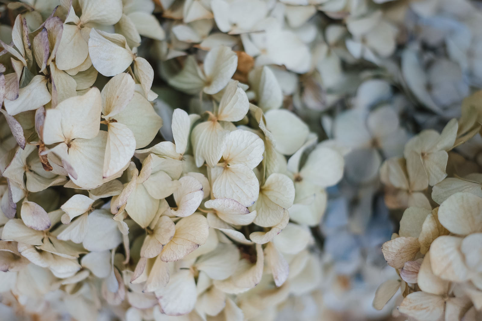 白っぽく色あせてドライフラワーのようになった紫陽花の花びらがクローズアップで写っている