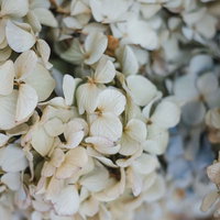 色あせて白くなった紫陽花の花びらのクローズアップの写真