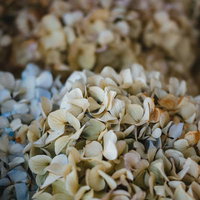 枯れた紫陽花の花びら - ドライフラワーのような質感の写真