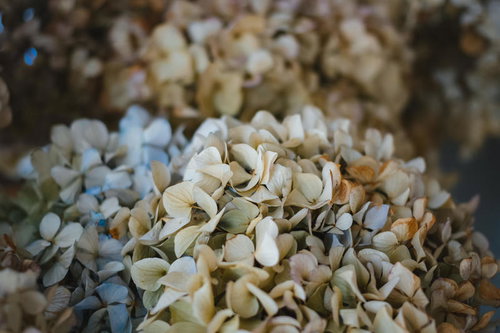 枯れた紫陽花の花びら - ドライフラワーのような質感