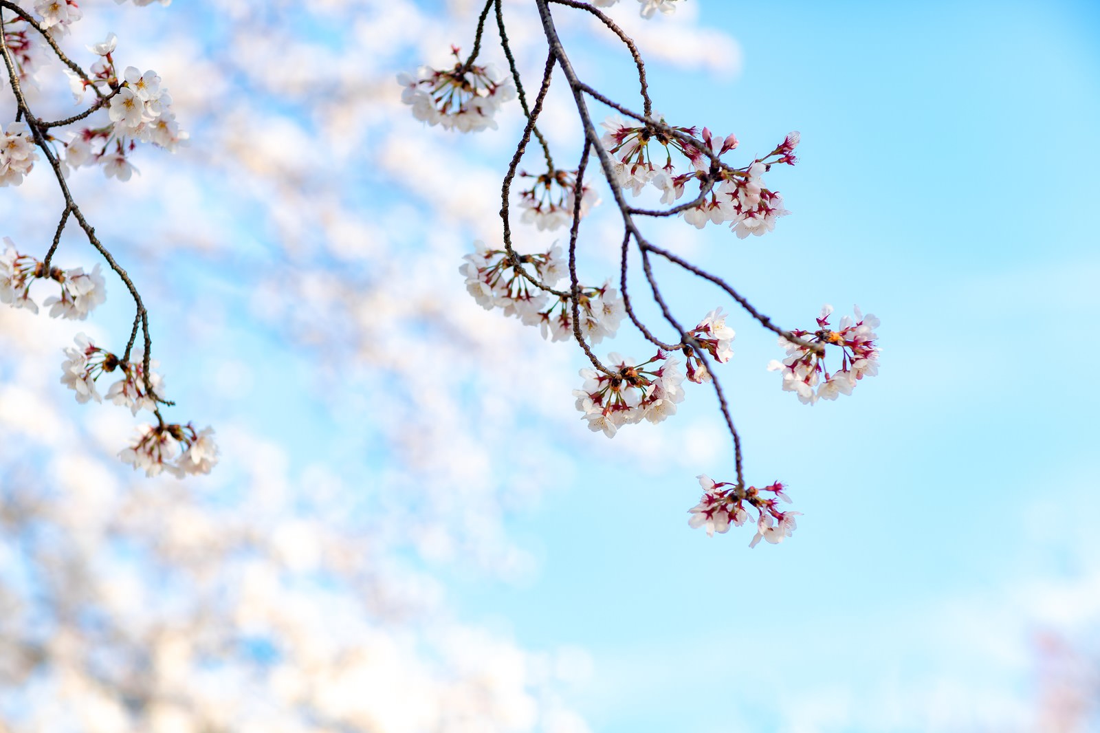 青空をバックに満開に咲く薄いピンク色の桜の花
