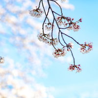 青空に映える満開のサクラの春の写真