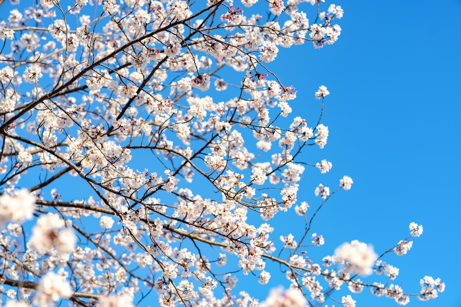 青空を背景に満開の桜の花が咲く枝の様子