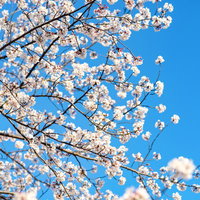 青空に映える桜満開の枝の写真