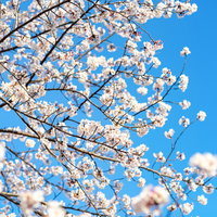 青空の下で咲く桜の開花の様子の写真