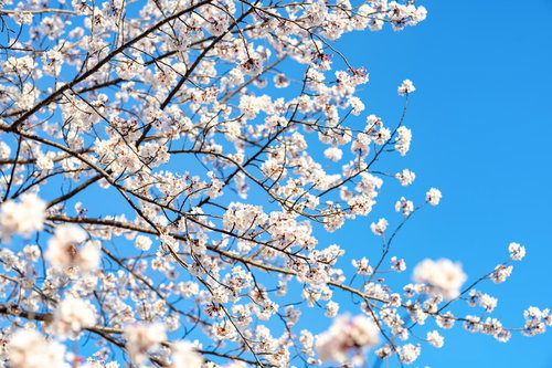青空の下で咲く桜の開花の様子