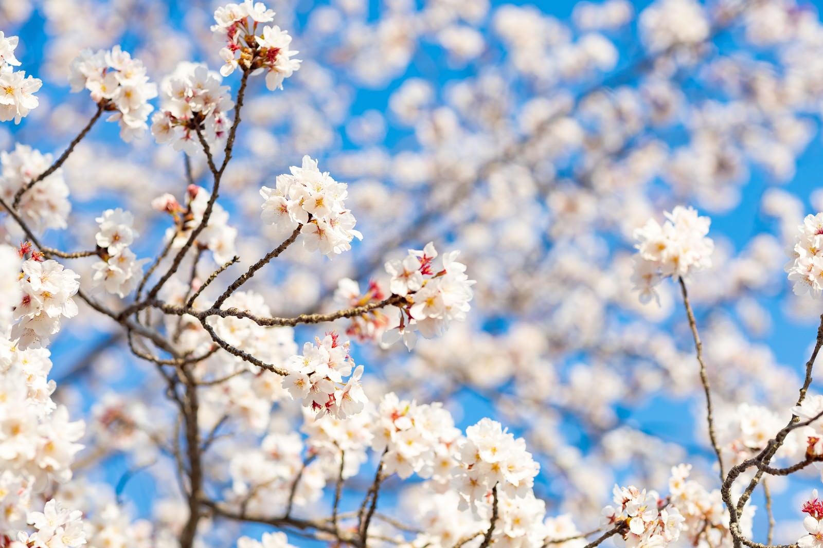 青空を背景に見上げた満開の桜